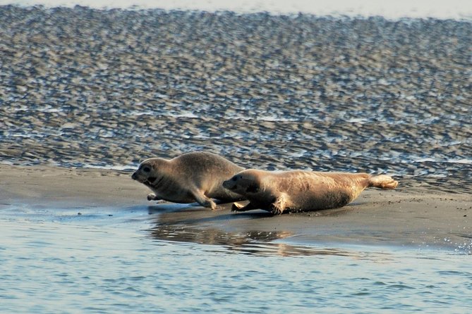 Seal Safari at UNESCO Site Waddensea from Amsterdam - Is this suitable for families?