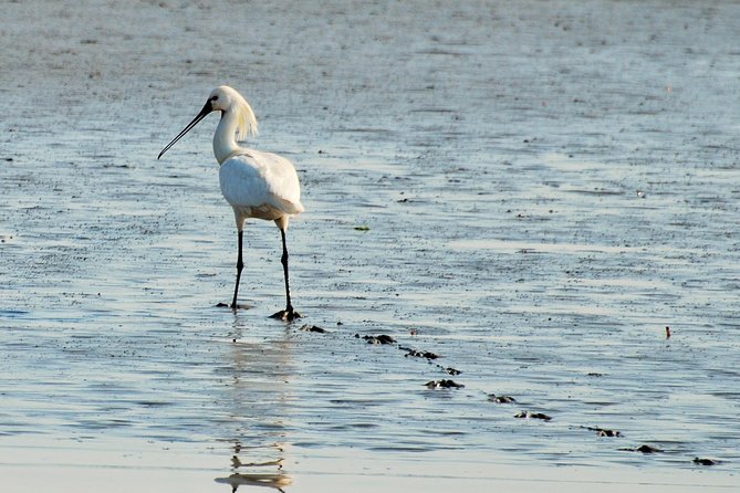 Seal Safari at UNESCO Site Waddensea from Amsterdam - Weather, timing, and the small details that matter