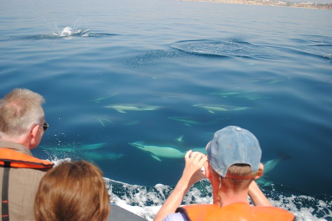 Sealife Sea Safari, Dolphin Watching with Marine Biologist's Lagos - More than dolphins: turtles, whales, and species variety