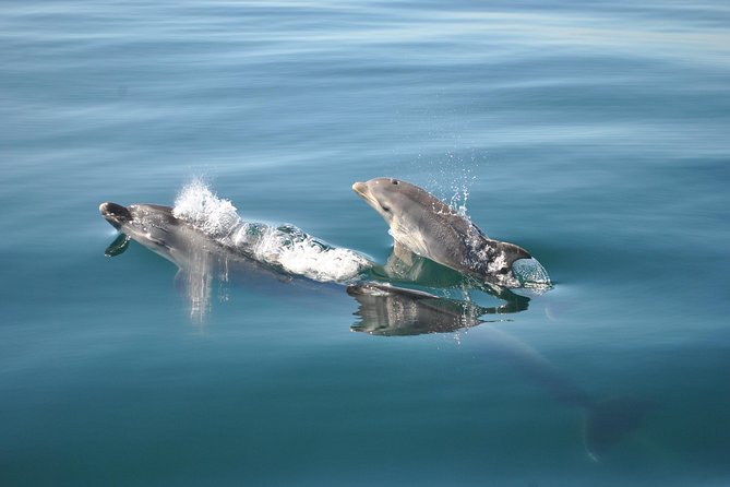 Sealife Sea Safari, Dolphin Watching with Marine Biologist's Lagos - Three boats, three different ride feels