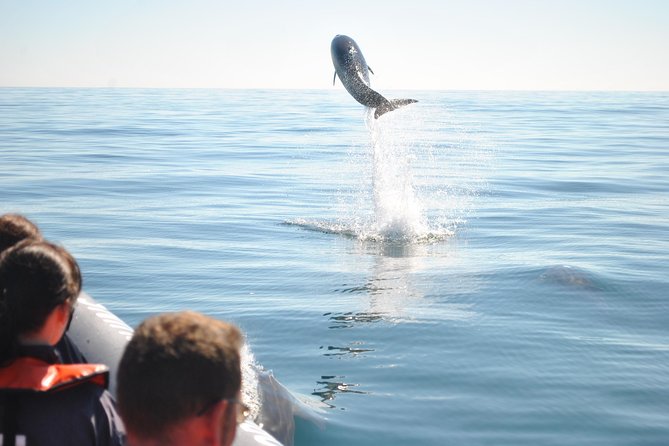 Sealife Sea Safari, Dolphin Watching with Marine Biologist's Lagos - Who should book this Lagos safari?