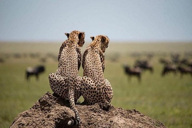 serengeti & ngorongoro 3 days private tour - What the private vehicle adds