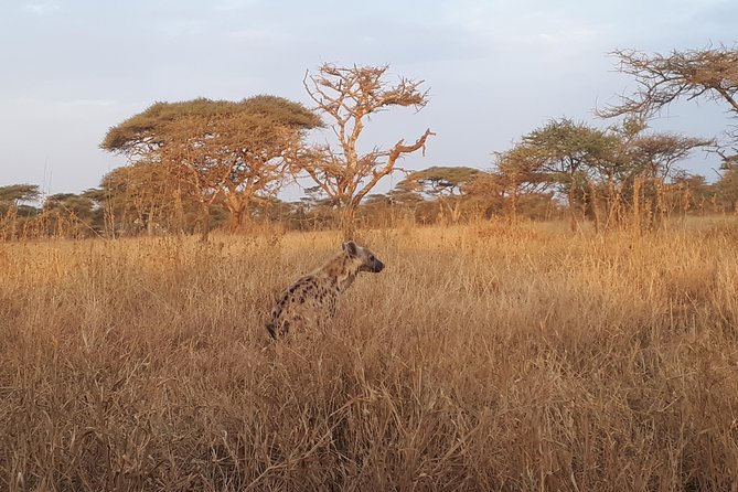 serengeti & ngorongoro 3 days private tour - Camping, food, and the real cost of the trip