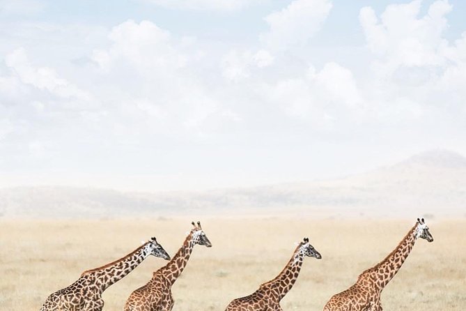 serengeti & ngorongoro 3 days private tour - The parts that receive the strongest praise