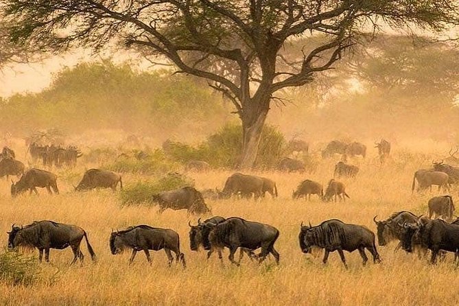 serengeti & ngorongoro 3 days private tour - Day 2: An early start in Seronera