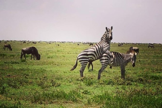 Serengeti & Ngorongoro fly in safari - Day 3: Searching for black rhinos in Ngorongoro