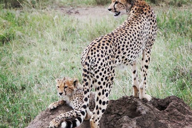 Serengeti & Ngorongoro fly in safari - What the price covers at $2,750.77