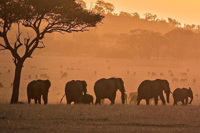 Serengeti & Ngorongoro fly in safari - Guides, meals, and the human side of the trip