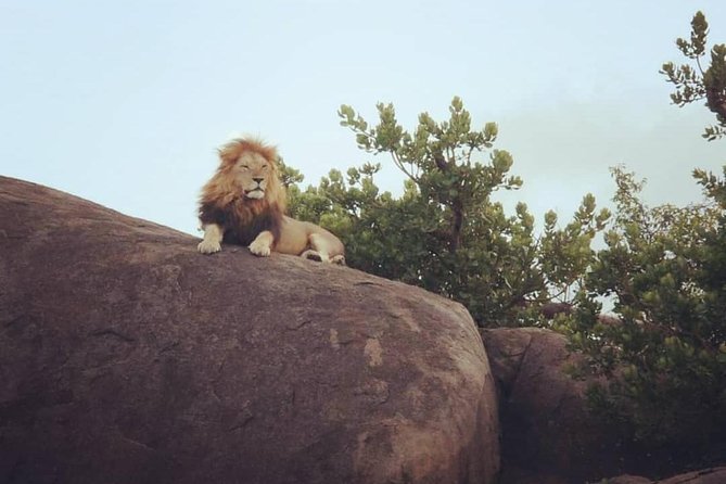 Serengeti & Ngorongoro fly in safari - Who will get the most from this safari