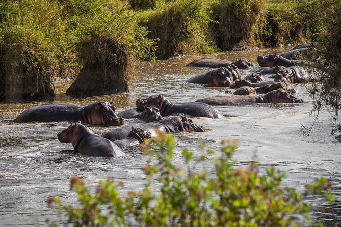 Serengeti & Ngorongoro fly in safari - Day 2: An early start through Seronera