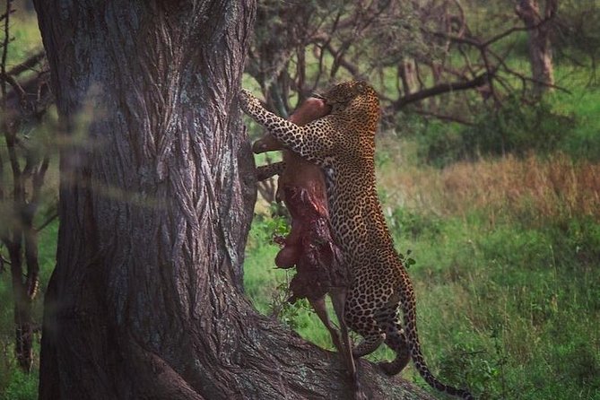 serengeti, ngorongoro & tarangire 5days private tour - Key points to know before booking