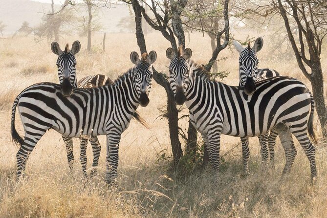 serengeti, ngorongoro & tarangire 5days private tour - Three parks, three very different safari moods
