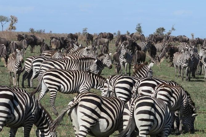 serengeti, ngorongoro & tarangire 5days private tour - What private really means here