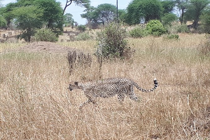 serengeti, ngorongoro & tarangire 5days private tour - Communication and guide support