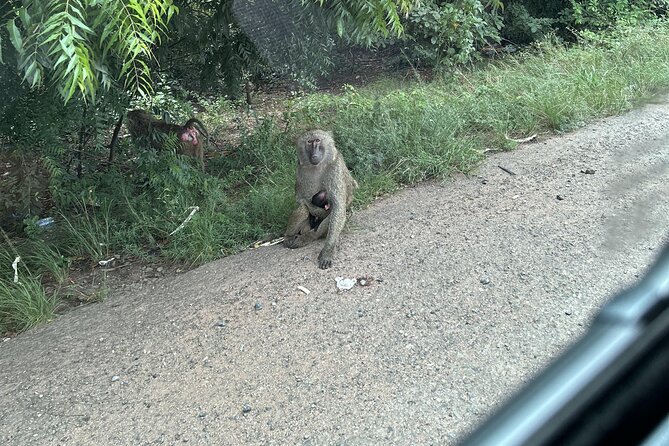 Shai Hills Safari - Hike & See Animals - What you may see on the safari route