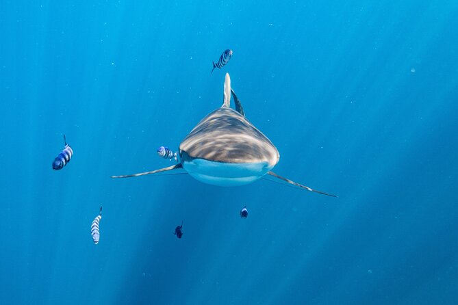 Shark Safari & Snorkel Adventure in Cabo San Lucas - What this Cabo shark trip is really about