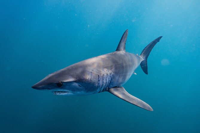 Shark Safari & Snorkel Adventure in Cabo San Lucas - What you might see besides sharks
