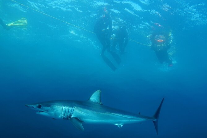 Shark Safari & Snorkel Adventure in Cabo San Lucas - Leaving the marina at 7:00 am