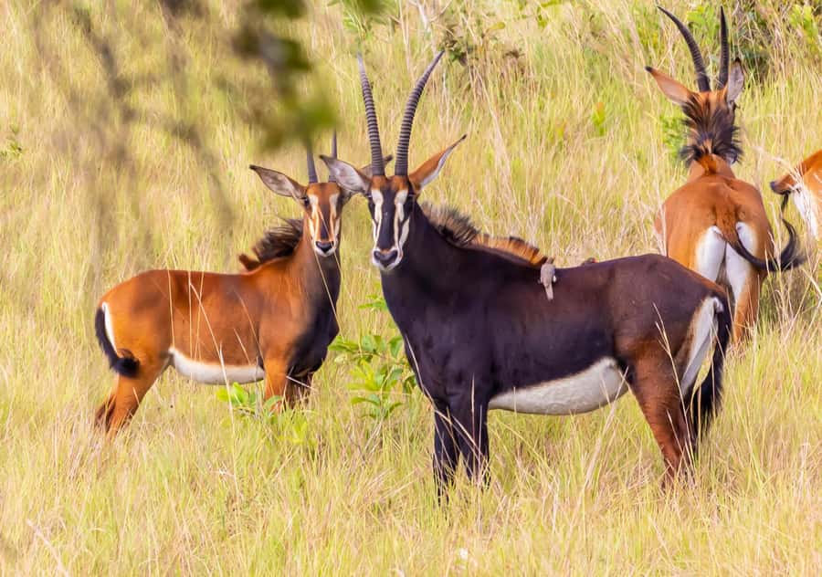 Shimba Hills Day Safari & Sheldrick Falls Hike Private Tour - Why Shimba Hills makes a good coastal safari