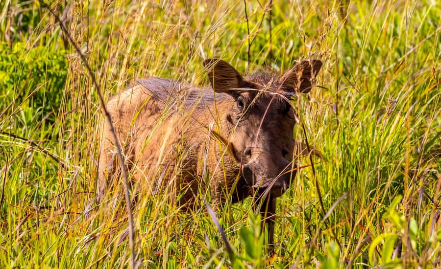 Shimba Hills Day Safari & Sheldrick Falls Hike Private Tour - The forest walk to Sheldrick Falls