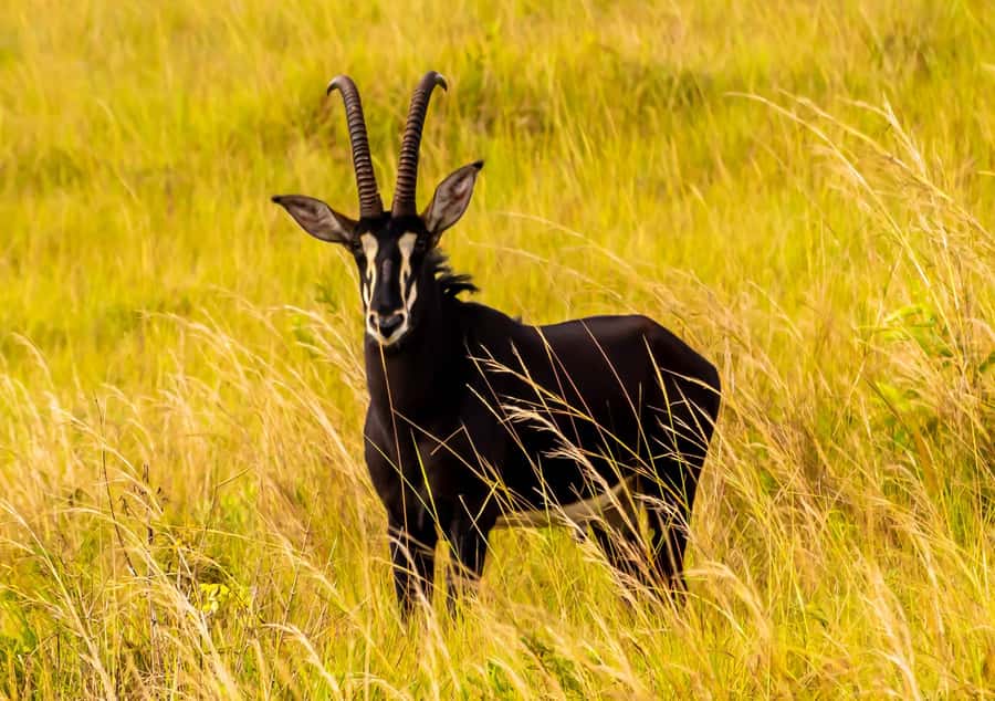 Shimba Hills Day Safari & Sheldrick Falls Hike Private Tour - Is $270 per person fair value?