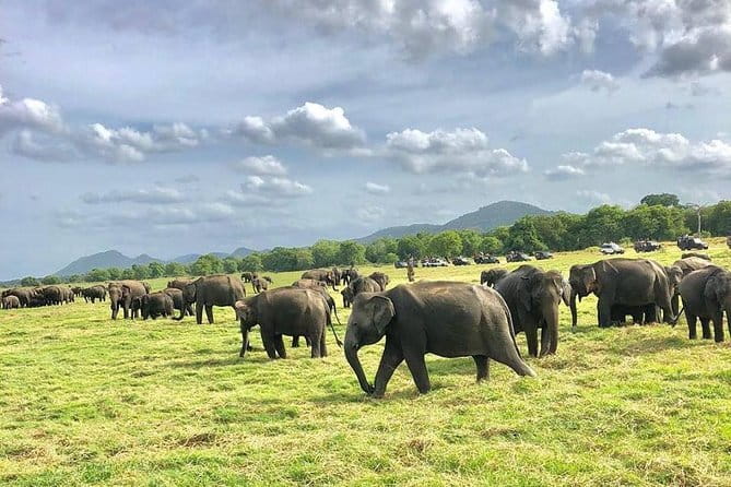 Sigiriya Hike & Minneriya Safari Private Full Day Tour - Timing, fitness, and what to pack
