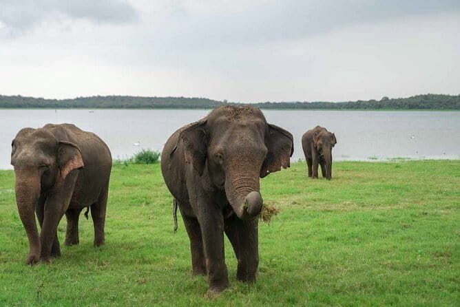 Sigiriya Hike & Minneriya Safari Private Full Day Tour - Who will get the most from this day