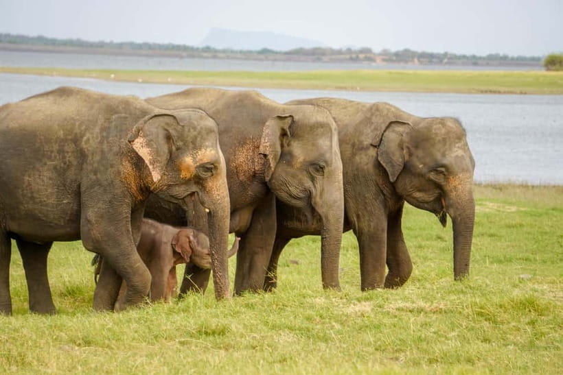 Sigiriya Lion Rock Hike & Minneriya National Park Safari - Why this makes a strong Central Sri Lanka day