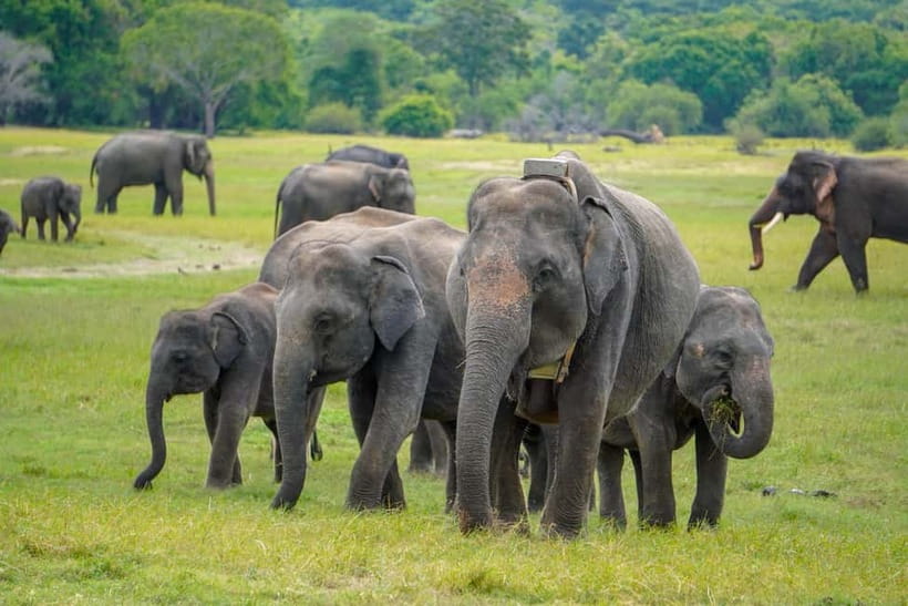 Sigiriya Lion Rock Hike & Minneriya National Park Safari - What the three-hour Sigiriya visit includes