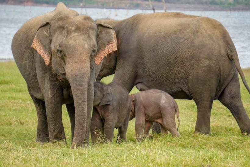 Sigiriya Lion Rock Hike & Minneriya National Park Safari - The value of the $40 price