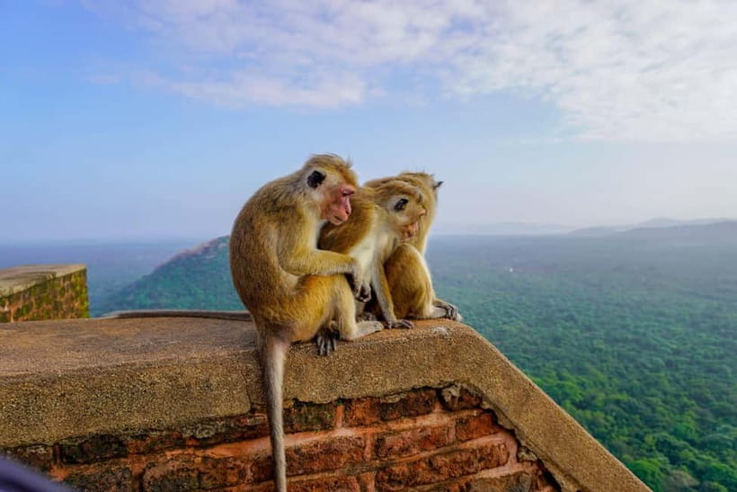 Sigiriya Lion Rock Hike & Minneriya National Park Safari - Practical tips for getting more from the day