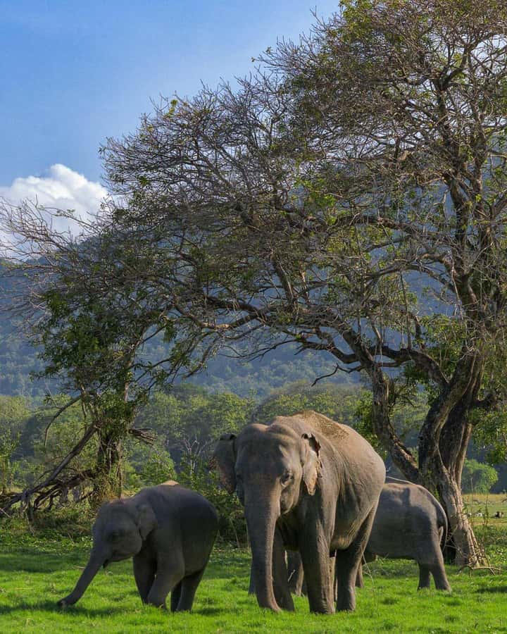 Sigiriya: Minneriya National Park Private Jeep Safari - Key points to know before you book