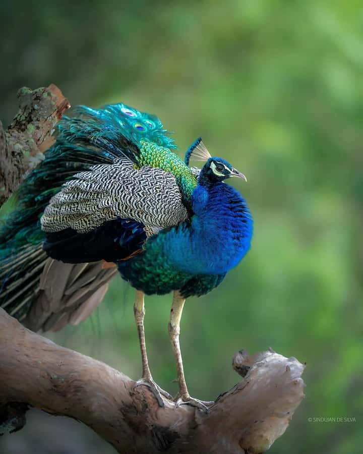 Sigiriya: Minneriya National Park Private Jeep Safari - The park gate and the extra cost you need to plan for