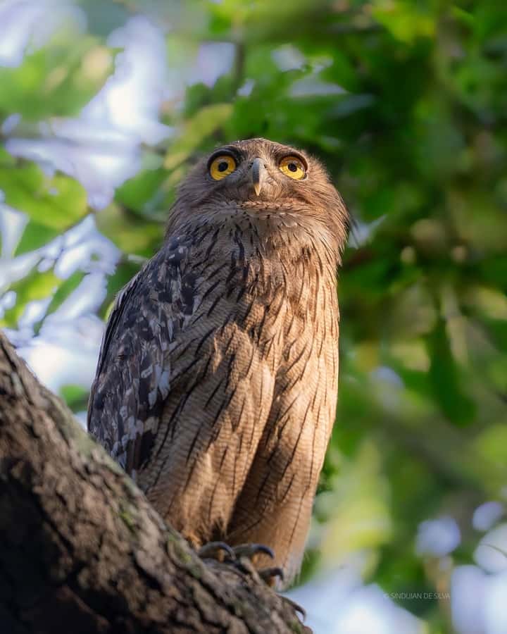 Sigiriya: Minneriya National Park Private Jeep Safari - What the wildlife viewing feels like
