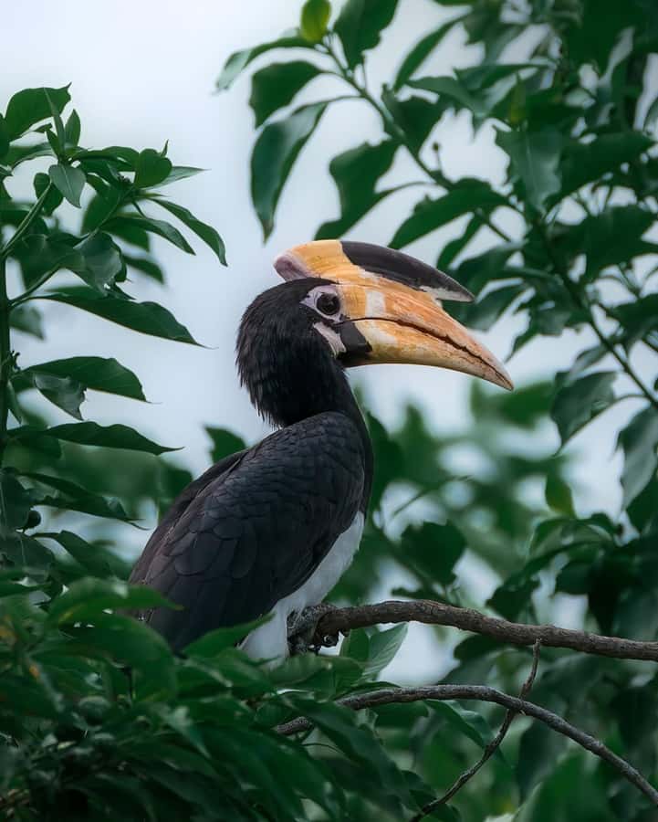 Sigiriya: Minneriya National Park Private Jeep Safari - Who will get the most from this safari
