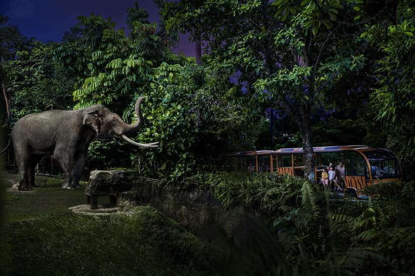 Singapore: Night Safari Entry Ticket with Tram Ride - Why Night Safari feels different from a normal zoo