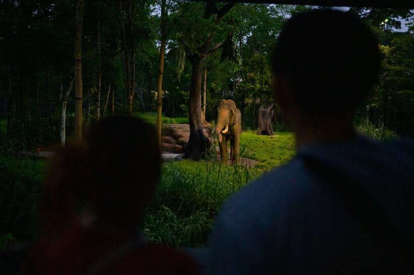 Singapore: Night Safari Entry Ticket with Tram Ride - Arrive early for the 19:15 opening