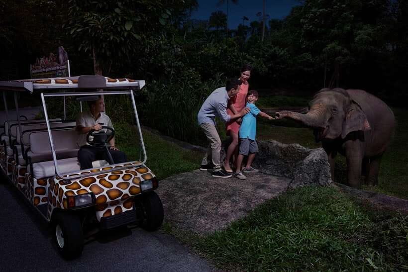 Singapore: Night Safari Entry Ticket with Tram Ride - Leopard Trail brings you close to the action