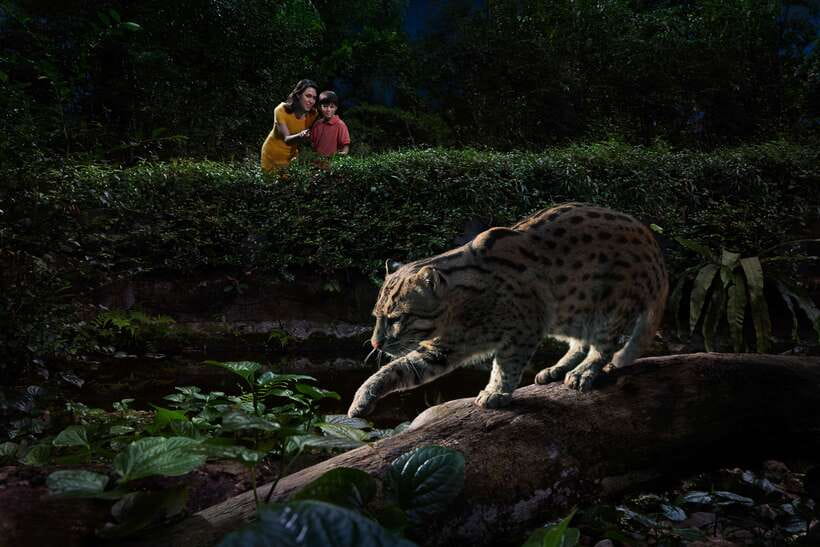 Singapore: Night Safari Entry Ticket with Tram Ride - A practical three-hour plan