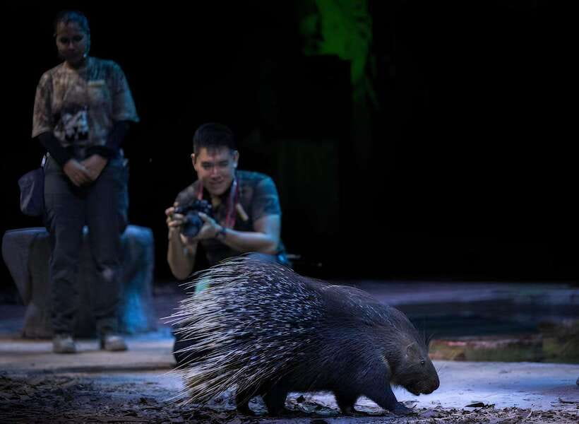 Singapore: Night Safari Entry Ticket with Tram Ride - What families, couples, and older visitors should know