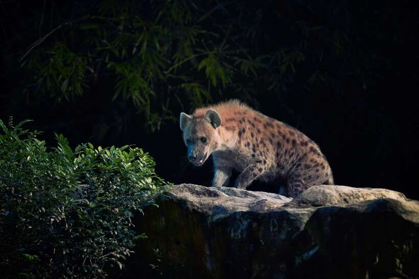 Singapore: Night Safari Entry Ticket with Tram Ride - The small drawbacks worth planning around