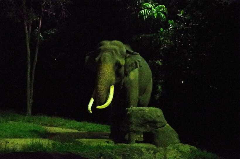 Singapore: Night Safari Singapore Entry Ticket + Tram Ride - Price, comfort, and how to judge the value