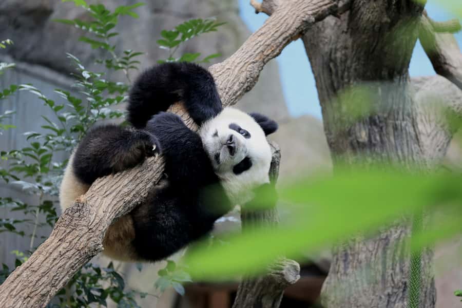 Singapore: Night Safari with Tram Ride and Private Transfer - Key points to know before booking