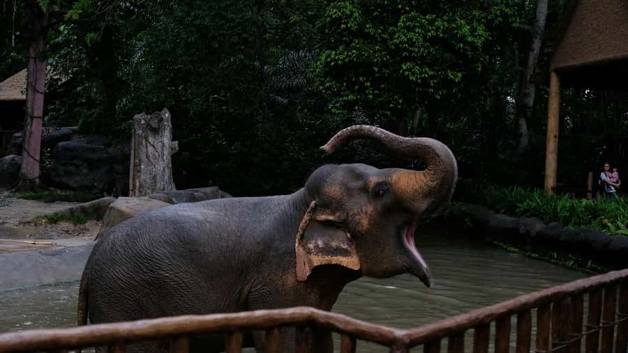 Singapore: Night Safari with Tram Ride and Private Transfer - Why nighttime changes the zoo experience