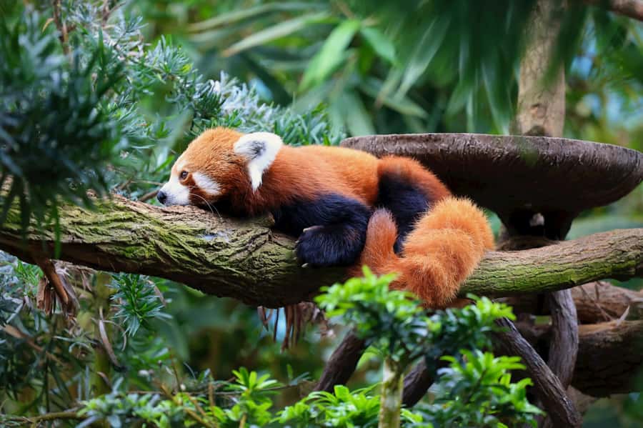 Singapore: Night Safari with Tram Ride and Private Transfer - Entering the Night Safari with the right ticket