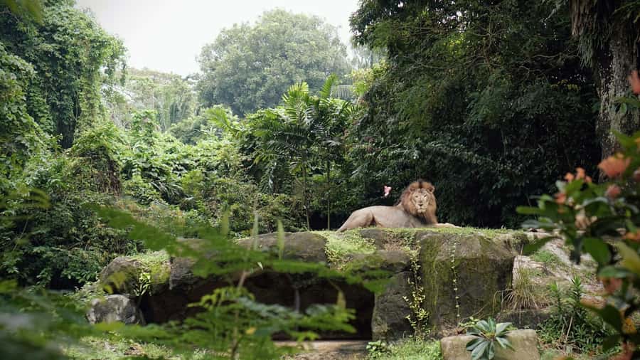 Singapore: Night Safari with Tram Ride and Private Transfer - The Safari Tram through six wildlife zones