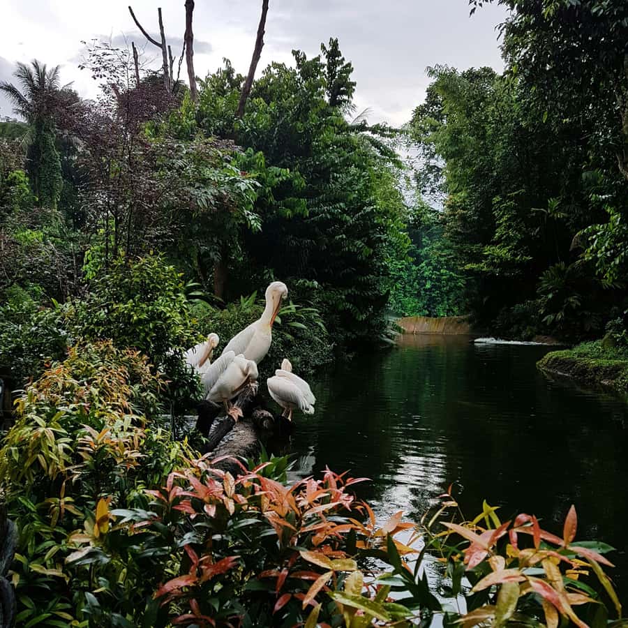 Singapore: Night Safari with Tram Ride and Private Transfer - Creatures of the Night presentation