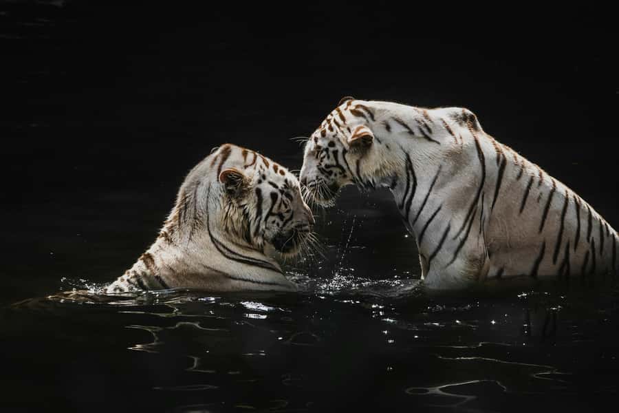Singapore: Night Safari with Tram Ride and Private Transfer - Is $165 per person good value?
