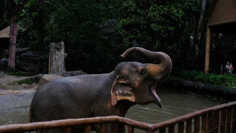 Singapore: Night Safari with Tram Ride and Private Transfer - Who should book this evening?