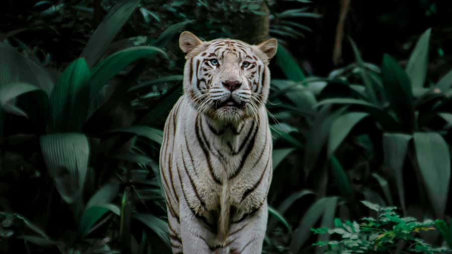 Singapore: Night Safari with Tram Ride and Private Transfer - The private transfer to Mandai Lake